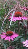 Rudbeckia Bravado also known as Coneflower Bravado. Echinacea bravado perennials for sale online UK