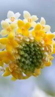 Edgeworthia Chrysantha Grandiflora for sale at our London garden centre, buy online UK delivery