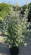 Elaeagnus Quicksilver Silver Foliage Plant, very attractive border plant for sale online with UK delivery
