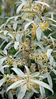 Elaeagnus Commutata Zempin Silver Berry is a mid-size deciduous shrub with intensely silver leaves, fragrant yellow flowers in spring followed by red fruit. 