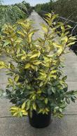 Elaeagnus Ebbingei Eleador hedging plants, variegated evergreen leaves for sale online with UK delivery.