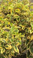 Elaeagnus Ebbingei Gilt Edge variegated shrub, hedging plants that are beautiful for shady areas. Hedging plants to buy online UK delivery.