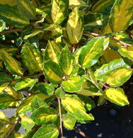 Elaeagnus Pungens Maculata or Oleaster Maculata