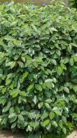 Elaeagnus Ebbingei Compacta or Oleaster Compacta, hardy fast growing evergreen shrubs excellent for hedging.