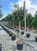 Eleagnus Ebbingei as a Lollipop topiary tree for sale in London and online from Oleaster topiary stockists, UK