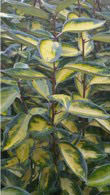 Eleagnus x Ebbingei Limelight - variegated Oleaster shrub for sale online UK