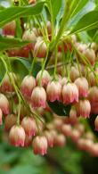 Enkianthus campanulatus Redvein Enkianthus buy online UK