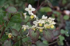 Epimedium Versicolor – Barrenwort for Sale