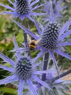 Eryngium Magical Blue Lagoon Sea Holly 