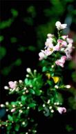 Escallonia Apple Blossom flowering - good sized shrubs for sale with UK delivery.