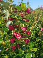 Escallonia Apple Blossom flowering - good sized shrubs for sale with UK delivery.