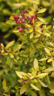 Escallonia Golden Carpet is a new award winning, low growing evergreen shrub, low maintenance and lovely golden leaves with small red flowers, buy UK.