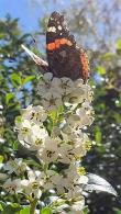 Escallonia Iveyi. White Flowering Escallonia for sale UK