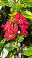 Escallonia Red Elf. New Zealand Privet Red Elf Hedging plants, red flowering hedging especially in coastal locations.