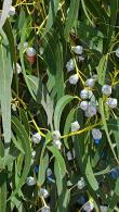 Standard Eucalyptus Trees of Variety Eucalyptus Globulus