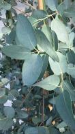Eucalyptus Gunnii. Cider Gum Eucalyptus Tree for Sale online with UK delivery.