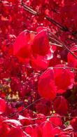 Euonymus Alatus Winged Spindle Tree