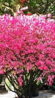 Euonymus alatus compactus, Shrubs, UK