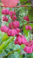 Euonymus Europaeus Spindle Tree, pink flowering for sale online UK and Eire delivery