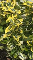 Euonymus Fortunei Emerald and Gold, variegated hedging shrub for sale online UK