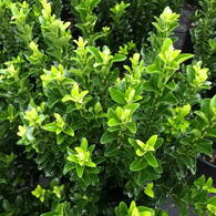 Euonymus japonicus Green Spire Spindle Tree Evergreen Shrub for Hedging