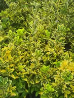 Evergreen shrub with striking golden-variegated foliage.