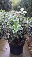 Euonymus Japonicus Kathy, evergreen shrub to buy online UK