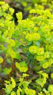 Euphorbia Amygdaloides or Wood Spurge Evergreen Perennial