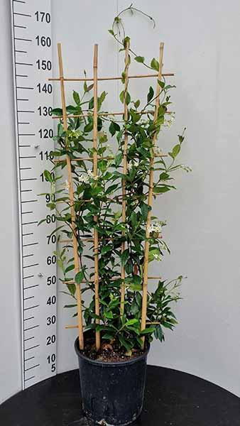 Evergreen Jasmine Frame - Jasmine Trained on a Bamboo Screen