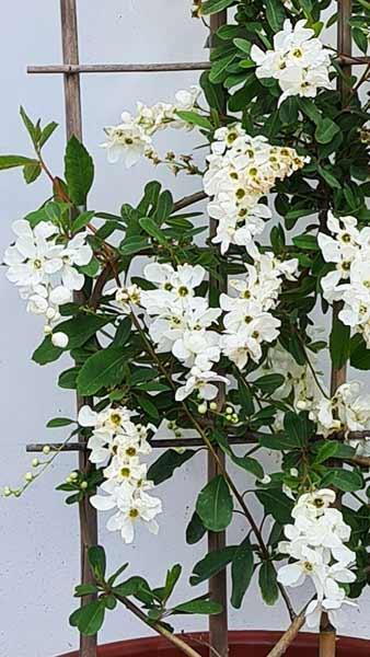 Exochorda Macrantha The Bride
