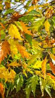 Fagus Sylvatica Asplenifolia Fern Leaved Beech Tree for sale online with UK delivery.