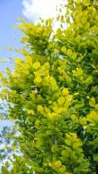 Fagus Sylvatica Dawyck Gold Beech Trees for Sale - a narrow columnar beech with golden foliage