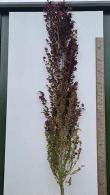 Fagus Sylvatica Dawyck Purple Beech Fastigiate Beech trees for sale online