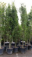 Fagus Sylvatica Dawyck or Fastigiate Beech available to buy online UK delivery.