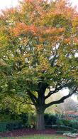 Fagus Sylvatica Full Standard Beech Trees, beech trees with a single clear stem, trees are to buy online from our UK nursery.