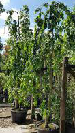Fagus Sylvatica Pendula is a weeping Beech tree, beautiful pendulous branches - these are mature specimens, buy online UK delivery.