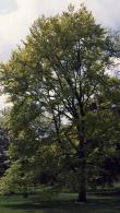 Fagus Sylvatica Zlatia Golden Beech, a common beech cultivar with eye-catching yellow young foliage that later becomes mid to dark green.