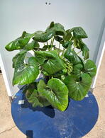 Farfugium Japonicum Giganteum