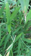 Fargesia Angustissima Bamboo foliage detail, for sale at our London plant centre, UK