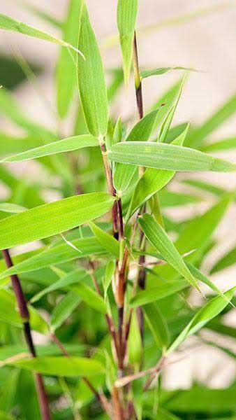 Fargesia Murielae Bimbo. Muriels Bamboo. Umbrella Bamboo
