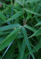 Fargesia Murielae Jumbo Umbrella Bamboo