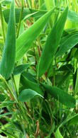 Fargesia Murielae Bamboo or Umbrella Bamboo to buy online from our London plant centre, UK