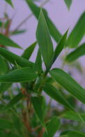 Fargesia Murielae Sunshine Umbrella Bamboo