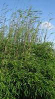 Fargesia Nitida Black Pearl is also known as Fountain Bamboo Black Pearl, part of our large collection of bamboos for sale online with UK delivery.
