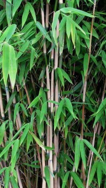 Fargesia Obelisk Umbrella Bamboo Fargesia Nitida Obelisk