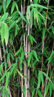 Fargesia Obelisk is also known as Umbrella Bamboo and Fargesia Nitida Obelisk, buy Bamboo UK delivery.