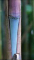 Fargesia nitida black pearl Fargesia nitida black pearl