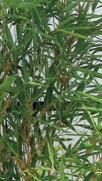Fargesia Robusta Campbell Bamboo for sale online London UK.