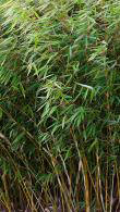 Fargesia Robusta Wolong is also known as Fargesia Wolong Bamboo, we have a huge selection of Bamboo for sale online for UK delivery.
