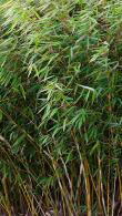Fargesia Robusta Wolong is also known as Fargesia Wolong Bamboo, we have a huge selection of Bamboo for sale online for UK delivery.